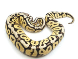 Load image into Gallery viewer, 2021 Female Lucifer Hidden Gene Woma Pastel Spotnose Ball Python