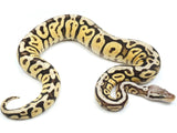 Load image into Gallery viewer, 2021 Female Lucifer Hidden Gene Woma Pastel Spotnose Ball Python