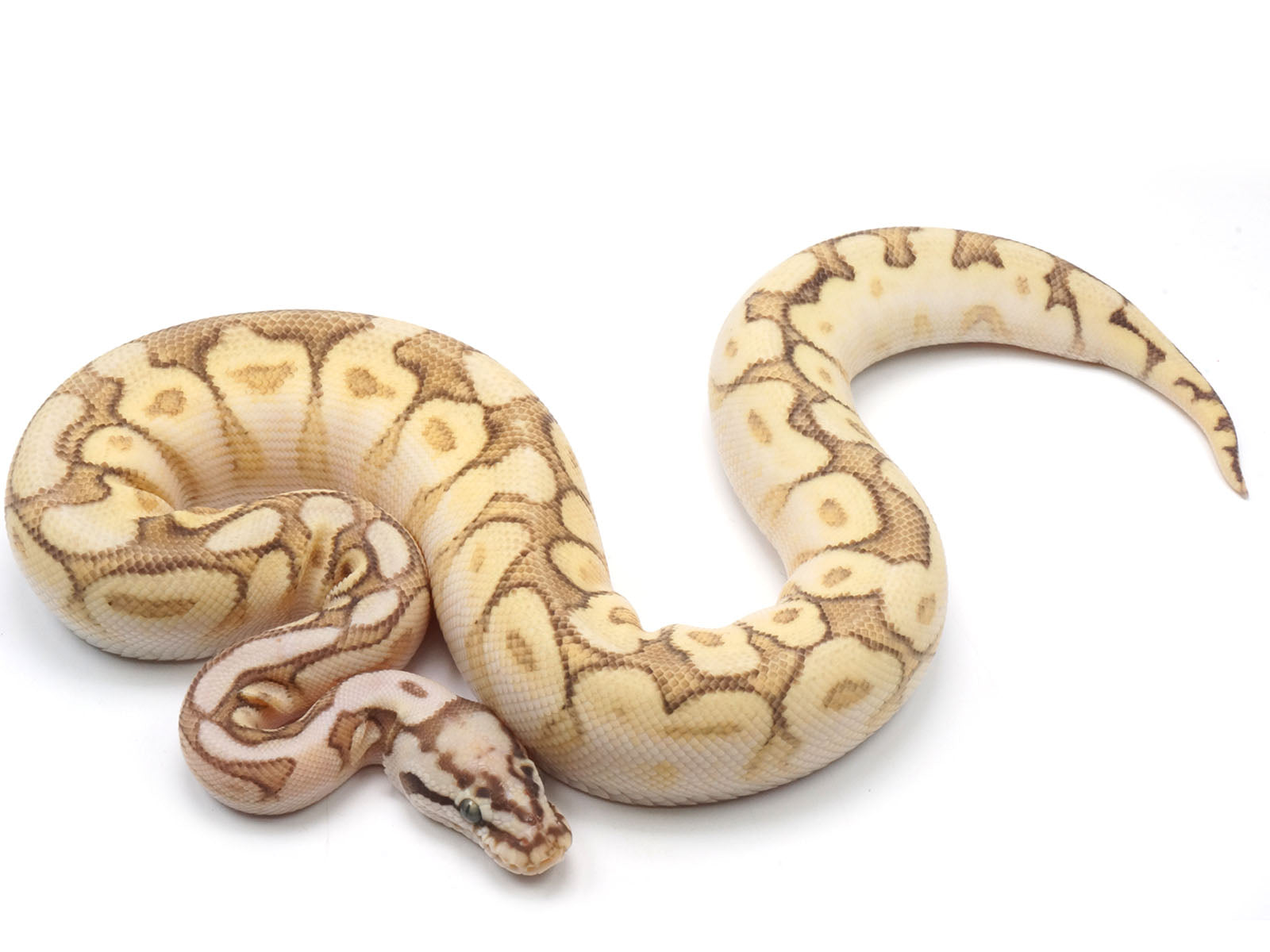 Lesser Bee Ball Python Full Grown