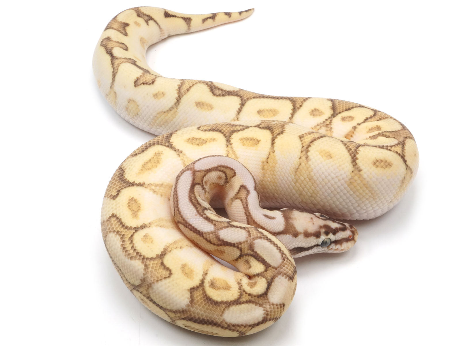 Lesser Pastel Royal Python Pastel Lesser Bee Ball Python