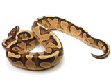 Load image into Gallery viewer, 2021 Female Lucifer Yellowbelly Fader Ball Python