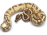 Load image into Gallery viewer, 2021 Female Lucifer Yellowbelly Fader Odium Ball Python