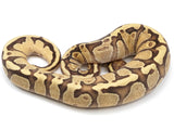 Load image into Gallery viewer, 2021 Female Lucifer Yellowbelly Fader Possible Odium Ball Python