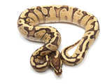 Load image into Gallery viewer, 2021 Female Lucifer Yellowbelly Fader Possible Odium Ball Python