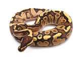 Load image into Gallery viewer, 2021 Female Mephisto Ball Python
