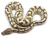 Load image into Gallery viewer, 2021 Female Microscale Lesser Desert Ghost Possible Het Clown Ball Python