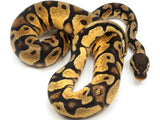 Load image into Gallery viewer, 2021 Female Mojave Black Head Ball Python