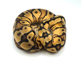 Load image into Gallery viewer, 2021 Female Mojave Black Head Ball Python