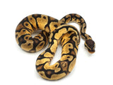 Load image into Gallery viewer, 2021 Female Mojave Black Head Ball Python