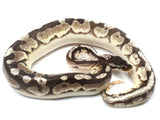 Load image into Gallery viewer, 2021 Female Mojave Pastel Yellowbelly Fader Microscale Possible Het Pied Ball Python