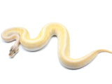 Load image into Gallery viewer, 2021 Female Odium Lucifer Beast Ball Python