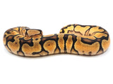 Load image into Gallery viewer, 2021 Female Orange Dream Enchi Yellowbelly Spector Ball Python