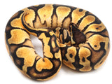 Load image into Gallery viewer, 2021 Female Orange Dream Enchi Yellowbelly Spector Ball Python