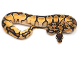 Load image into Gallery viewer, 2021 Female Orange Dream Enchi Yellowbelly Spector Ball Python