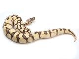 Load image into Gallery viewer, 2021 Female Orange Dream Pastel Calico From Malum Ball Python.