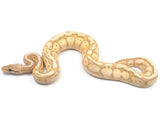 Load image into Gallery viewer, 2021 Female Pastel Coral Glow + Ball Python