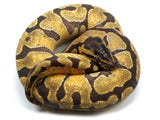 Load image into Gallery viewer, 2021 Female Pastel Enchi Ball Python