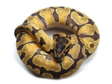 Load image into Gallery viewer, 2021 Female Pastel Enchi Ball Python