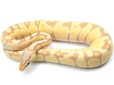 Load image into Gallery viewer, 2021 Female Pastel Enchi Coral Glow Ball Python