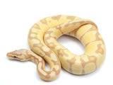 Load image into Gallery viewer, 2021 Female Pastel Enchi Coral Glow Ball Python