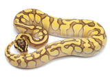 Load image into Gallery viewer, 2021 Female Pastel Enchi Lesser Odium Ball Python