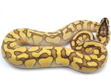 Load image into Gallery viewer, 2021 Female Pastel Enchi Lesser Odium Ball Python