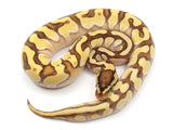 Load image into Gallery viewer, 2021 Female Pastel Enchi Lesser Odium Ball Python