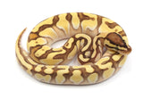 Load image into Gallery viewer, 2021 Female Pastel Enchi Lesser Odium Ball Python