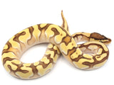 Load image into Gallery viewer, 2021 Female Pastel Enchi Lesser Odium Ball Python