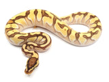 Load image into Gallery viewer, 2021 Female Pastel Enchi Lesser Odium Ball Python