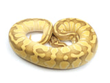 Load image into Gallery viewer, 2021 Female Pastel Enchi Lesser Odium Possible Het Axanthic Possible Het Pied Ball Python 