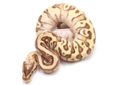 Load image into Gallery viewer, 2021 Female Pastel Enchi Lucifer Hidden Gene Woma Granite Yellowbelly Odium Fader Ball Python