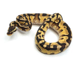 Load image into Gallery viewer, 2021 Female Pastel Enchi Yellowbelly EMG Ball Python