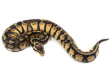 Load image into Gallery viewer, 2021 Female Pastel Fader Hidden Gene Woma Ball Python