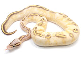 Load image into Gallery viewer, 2021 Female Pastel Freeway Ball Python