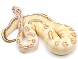 Load image into Gallery viewer, 2021 Female Pastel Freeway Ball Python