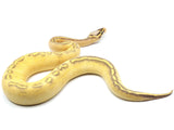Load image into Gallery viewer, 2021 Female Pastel Highway Ball Python