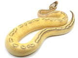 Load image into Gallery viewer, 2021 Female Pastel Highway Ball Python