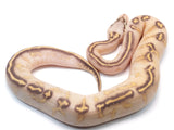 Load image into Gallery viewer, 2021 Female Pastel Highway + Ball Python