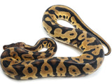 Load image into Gallery viewer, 2021 Female Pastel Leopard Confusion Possible Het Albino Ball Python