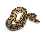 Load image into Gallery viewer, 2021 Female Pastel Leopard Confusion Possible Het Albino Ball Python