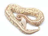 Load image into Gallery viewer, 2021 Female Pastel Leopard Coral Glow EMG Fader + Ball Python