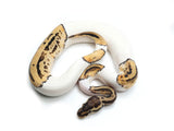 Load image into Gallery viewer, 2021 Female Pastel Leopard Yellowbelly Pied Possible Bald Ball Python
