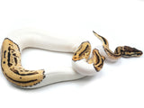 Load image into Gallery viewer, 2021 Female Pastel Leopard Yellowbelly Pied Possible Bald Ball Python