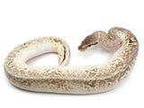 Load image into Gallery viewer, 2021 Female Pastel Lucifer Enchi Yellowbelly Asphalt Specter Ball Python