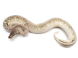 Load image into Gallery viewer, 2021 Female Pastel Lucifer Enchi Yellowbelly Asphalt Specter Ball Python