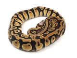 Load image into Gallery viewer, 2021 Female Pastel Microscale Het Clown Ball Python