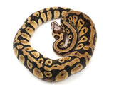 Load image into Gallery viewer, 2021 Female Pastel Microscale Het Clown Ball Python