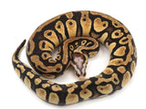Load image into Gallery viewer, 2021 Female Pastel Microscale Het Clown Ball Python