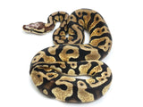 Load image into Gallery viewer, 2021 Female Pastel Microscale Yellowbelly Ball Python